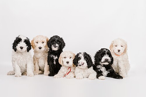 Barbet – Barbet Puppies born 2018 in the United States