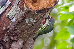 Barbet – Coppersmith barbet with a Juvenile Cavite2025