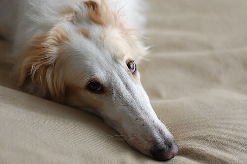 Borzoi β Borzoi head