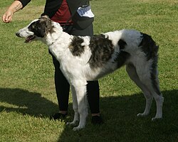 Borzoi β Borzoi white & brindle 2