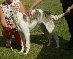 Borzoi β Borzoi white & grey 1