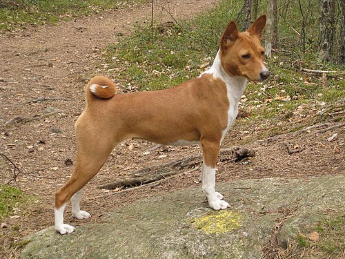 Basenji – 2008 05 01 a Basenji 03