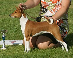 Basenji – Basenji red & white 1