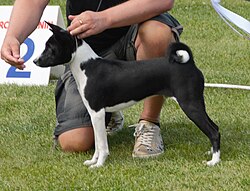 Basenji – Basenji b&w
