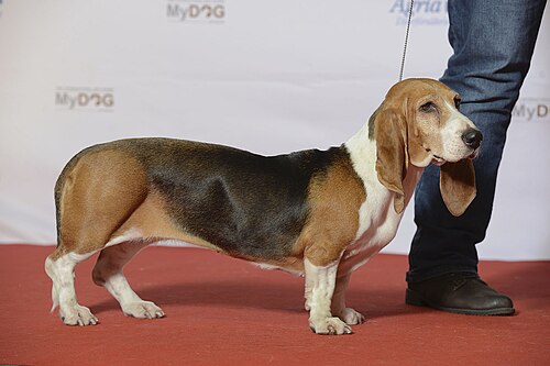 Basset Artésien Normand – Grupp 6 BASSET ARTÉSIEN NORMAND, Skogvaktarens Queen Sally (24180074612)