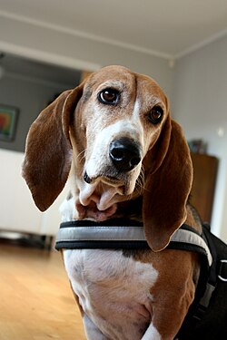 Basset Artésien Normand – Basset Artésien Normand