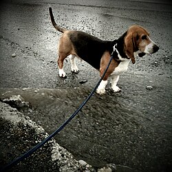 Basset Artésien Normand – Basset artésien normand 2