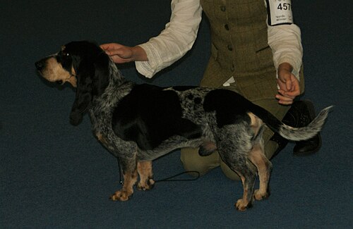 Basset Bleu de Gascogne – Blue Gascony Basset Basset Bleu de Gascogne 02