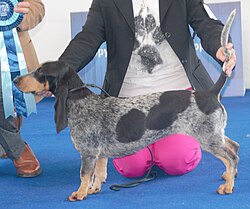 Basset Bleu de Gascogne – Gascognenbassetti