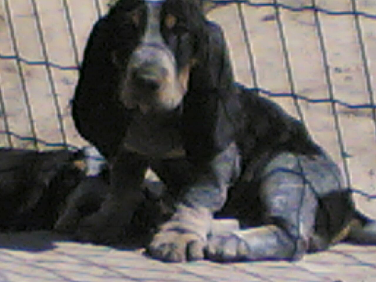 Basset Bleu de Gascogne – Chiot