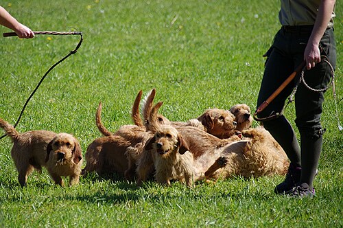 Basset Fauve de Bretagne – La Bourbansais 05 Basset fauve de Bretagne