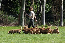 Basset Fauve de Bretagne – La Bourbansais 06 Basset fauve de Bretagne