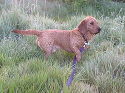 Basset Fauve de Bretagne – Basset Fauve de Bretagne (male)