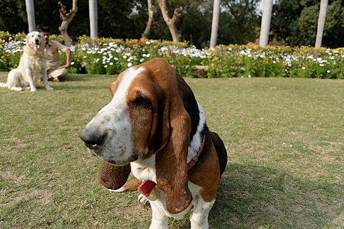 Basset Hound – A Basset Hound at Lodhi Gardens, Delhi