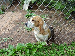 Basset Hound – Basset Hound Relaxing