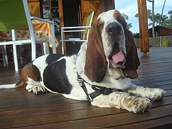 Basset Hound – Basset hound splendide