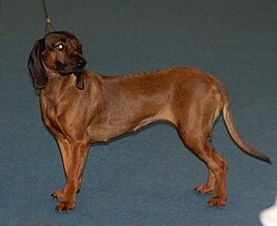 Bayerischer Gebirgsschweisshund – Baijerinvvk4