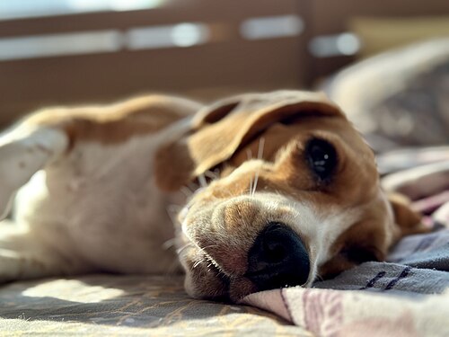 Beagle – Beagle basking in the sun
