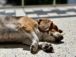 Beagle – Beagle lying in the sun 3
