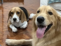 Beagle – Beagle with Golden Retriever
