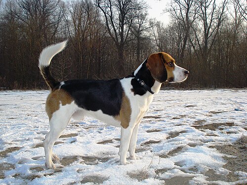 Beagle Harrier – Beagle Harrier2