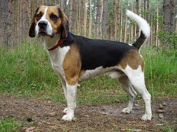 Beagle Harrier – Beagle harrier