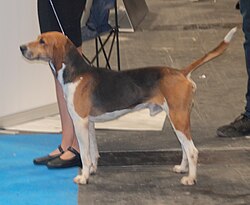 Beagle Harrier – Beagleharrier2