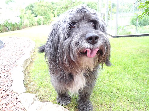 Bearded Collie – Bearded Collie Pongo