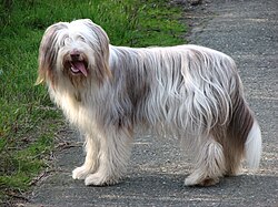 Bearded Collie – Bearded Collie