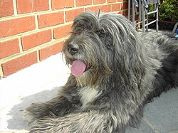 Bearded Collie – Bearded Collie Pongo 2