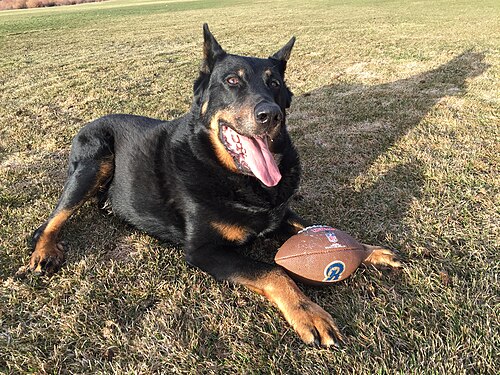 Berger de Beauce – A Beauceron in Colorado 07