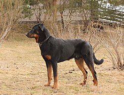 Berger de Beauce – Beauceron uros