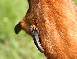 Berger de Beauce – Owczarek francuski beauceron wilczy pazur z bliska