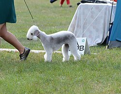 Bedlington Terrier – Bedlington terrier, 2021