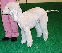 Bedlington Terrier – Bedlington terrier 234