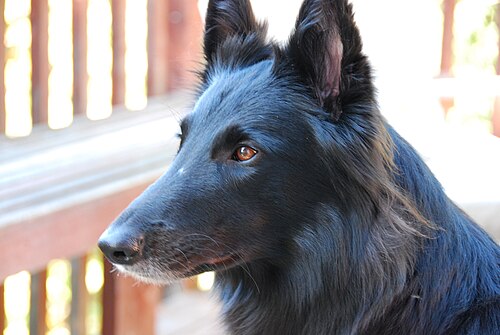 Belgischer Schäferhund Groenendael – Belgian Shepherd Groenendael portrait