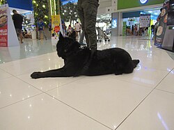 Belgischer Schäferhund Groenendael – Belgian Shepherd Groenendael (Region 3; 2023 07 26) E911a 02