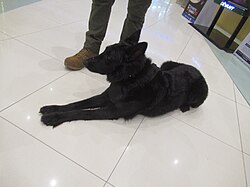 Belgischer Schäferhund Groenendael – Belgian Shepherd Groenendael (Region 3; 2023 07 26) E911a 03