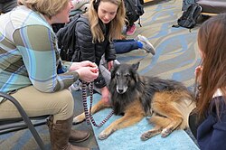 Berger Belge Laekenois – Finnegan the Belgian Shepherd (46309023532)