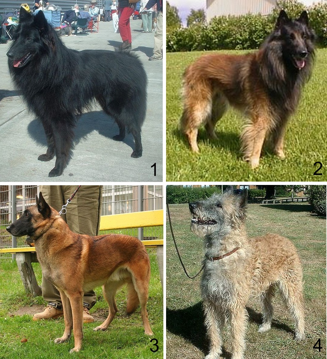 Belgischer Schäferhund Malinois – 04 Belgian shepherd dog varieties Groenendael,Tervuren, Malinois, Laekenois
