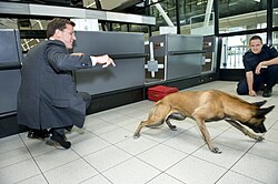 Belgischer Schäferhund Malinois – Explosievenspeurhond in actie (5833571442)