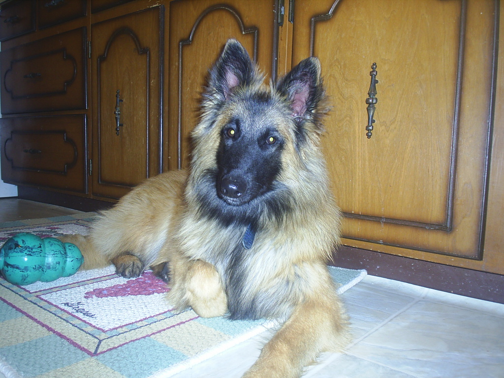 Belgischer Schäferhund Tervueren – Belgian Shepherd Dog (Tervueren)
