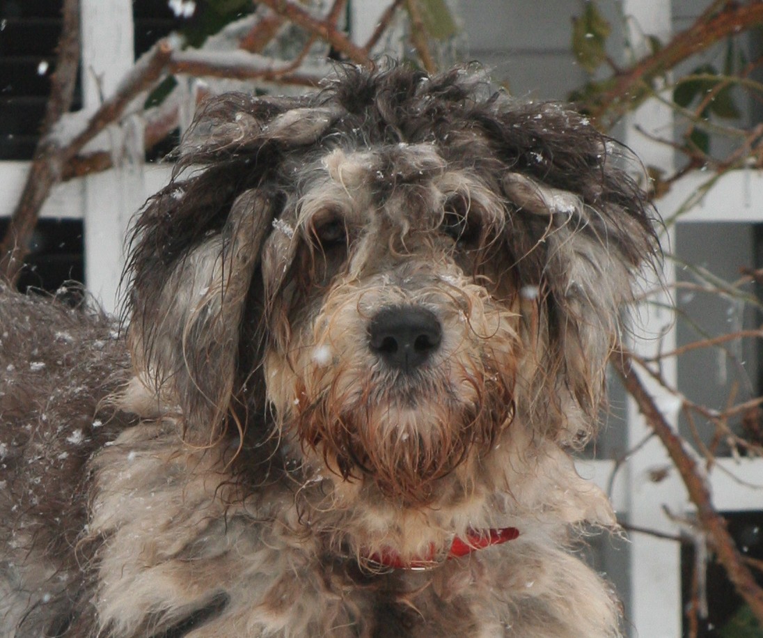Berger de Bergame – Bergamasco sheepdog merle Paola