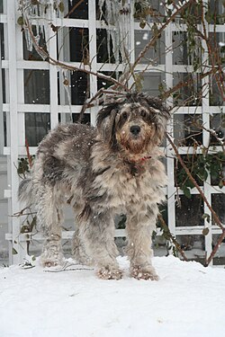 Berger de Bergame – Bergamasco sheepdog merle Paola full