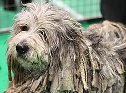 Berger de Bergame – Crufts 2019 NEC, Birmingham 08 March 2019