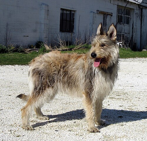 Berger Picard – BergerPicard