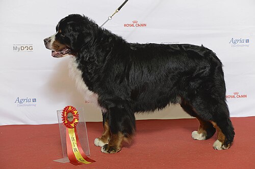 Berner Sennenhund – Grupp 2 BERNER SENNENHUND, FI UCH SE UCH Berntiers On Demand (23659980764)
