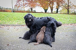 Berner Sennenhund – Bernese newfoundland mother feeding puppies meath ireland
