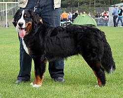 Berner Sennenhund – Wystawa Rybnik 02.10.2011 berneński pies pasterski 3pl
