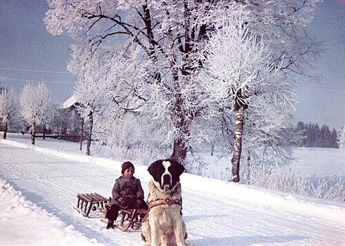 Cane San Bernardo – Bernhardinerzucht Rodel Ottenbach ZH 1950er